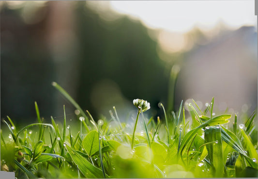 Close-up of fresh green grass with morning dew and a single white clover flower, symbolizing nature and grounding energy.